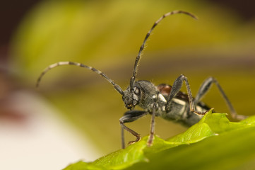 Anaglyptus mysticus