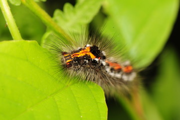 Euproctis similis