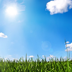 Fototapeta premium Sommerwiese