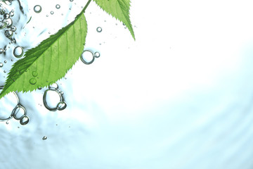 水と葉っぱ