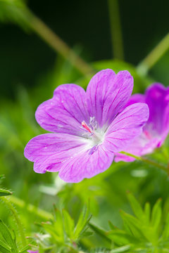 flower of sanguineum
