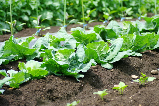 野菜類