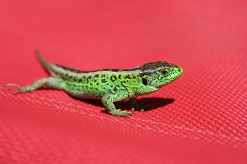 lizard portrait
