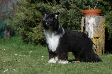 chinese crested dog - variété avec poil