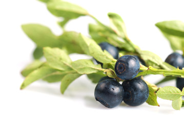Bilberries