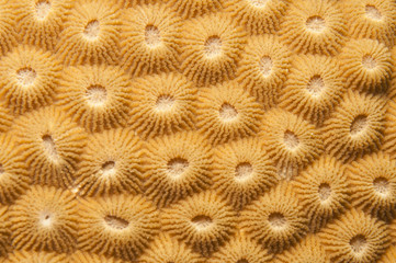 coral texture