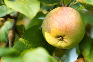 Apple on tree