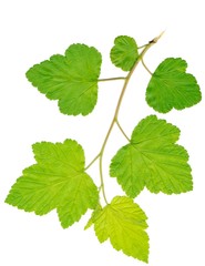 twig with green leaves