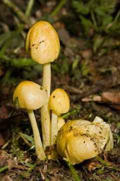 Yellow Fieldcaps (Bolbitius Vitellinus)