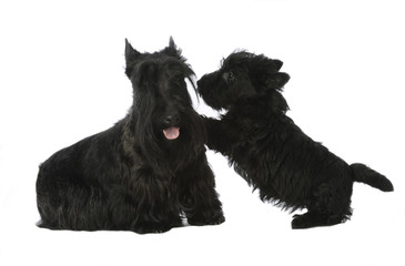 maman scottish terrier et son chiot