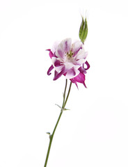 Fototapeta na wymiar Purple and white Columbine flower on white background