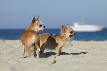 deux chiens de race chihuahua sur le rivage - obrazy, fototapety, plakaty