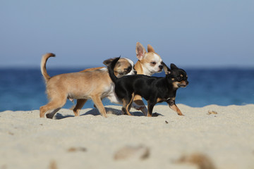 trois chiens avançant ensemble sur la plage