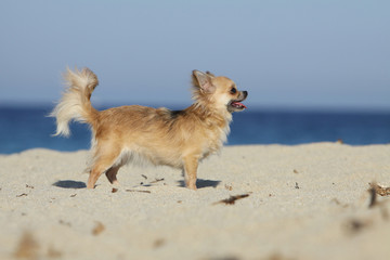 chihuahua de profil immobile sur le sable de la plage