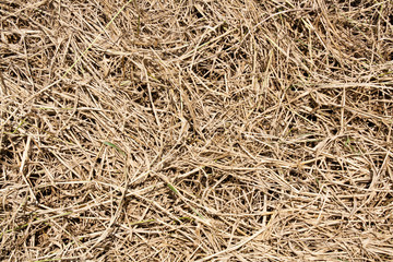 The photo of dried grass texture background
