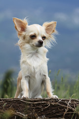 chihuahua à l'air malin et rusé