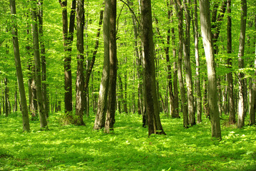 Fototapeta na wymiar las