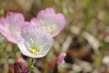 桃色昼咲月見草
