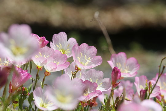 アカバナ科マツヨイグサ属 Images Browse 16 Stock Photos Vectors And Video Adobe Stock