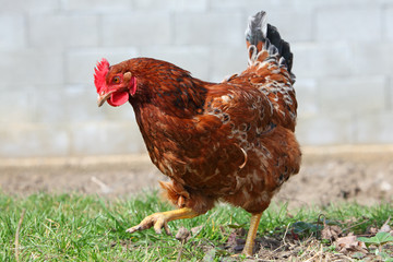 Walking Hen