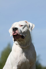 Obraz premium allure de star du dogue argentin