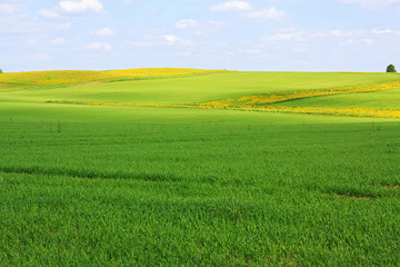 Green Field Horticulture