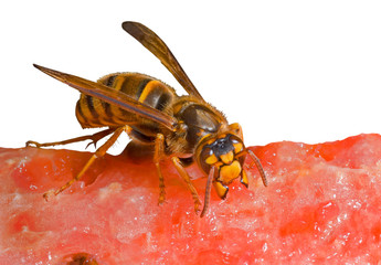 Hornet on watermelon 5