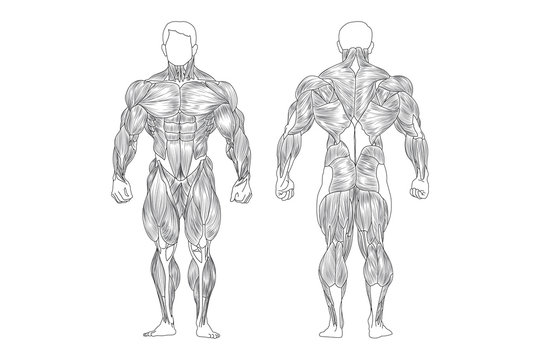 Male Muscles