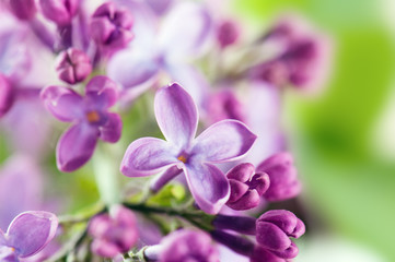 Fototapeta na wymiar Bouquet of a lilac
