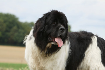 Fototapeta premium portrait du Terre neuve nois et blanc