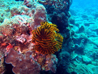 Sea lily, Vietnam, Nha Trang