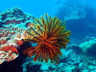 Sea lily, Vietnam, Nha Trang