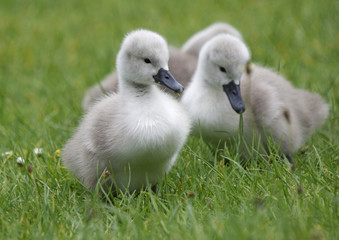 Cygnets