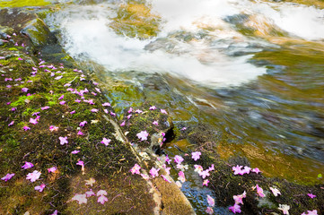 Rhododendron dauricum bagulnik fallen flowers on stream Smolny i