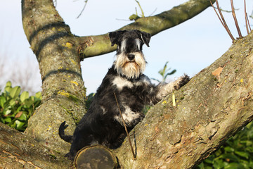 schnauzer nain perché sur une branche d'arbre