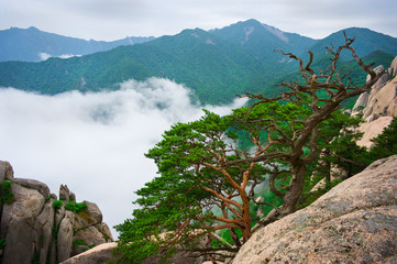 Korean pines against cloudy seorak mountains at the Seorak-san N