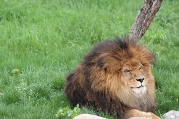 Obraz na płótnie Canvas lion male