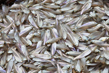 Fresh small fish: anchovy, sardines, sprat