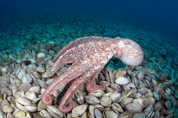 Giant octopus Dofleini in bivalve mollusks graveyard © Anion