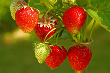 Erdbeeren