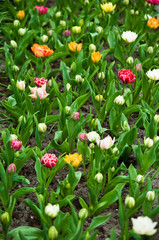 Colorful tulips .