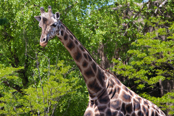 Giraffe