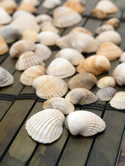 Seashells