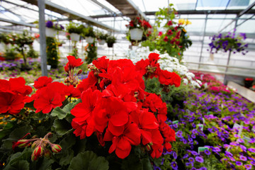 geranium in the greenhouse