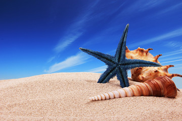 Fototapeta na wymiar Sea shells on beach