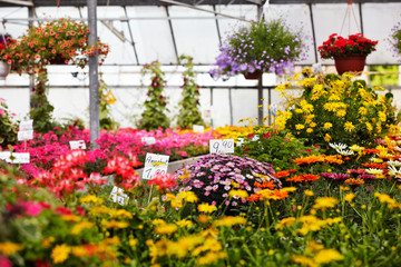 Fototapeta na wymiar selling flowers in the greenhouse