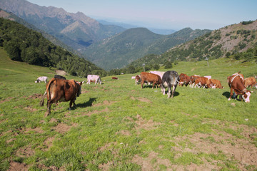 Fototapeta na wymiar Piemontu krowy