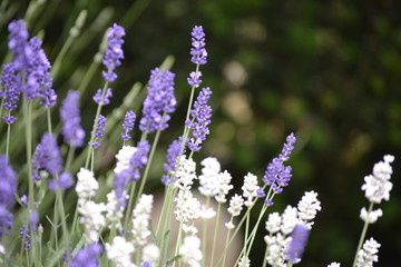 Lavendel