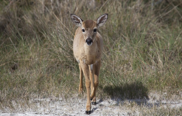 Key Deer - odocoileus virginianus clavium, No Name Key, Florida