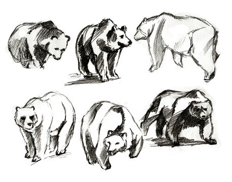 The drawn bears. Different foreshortenings